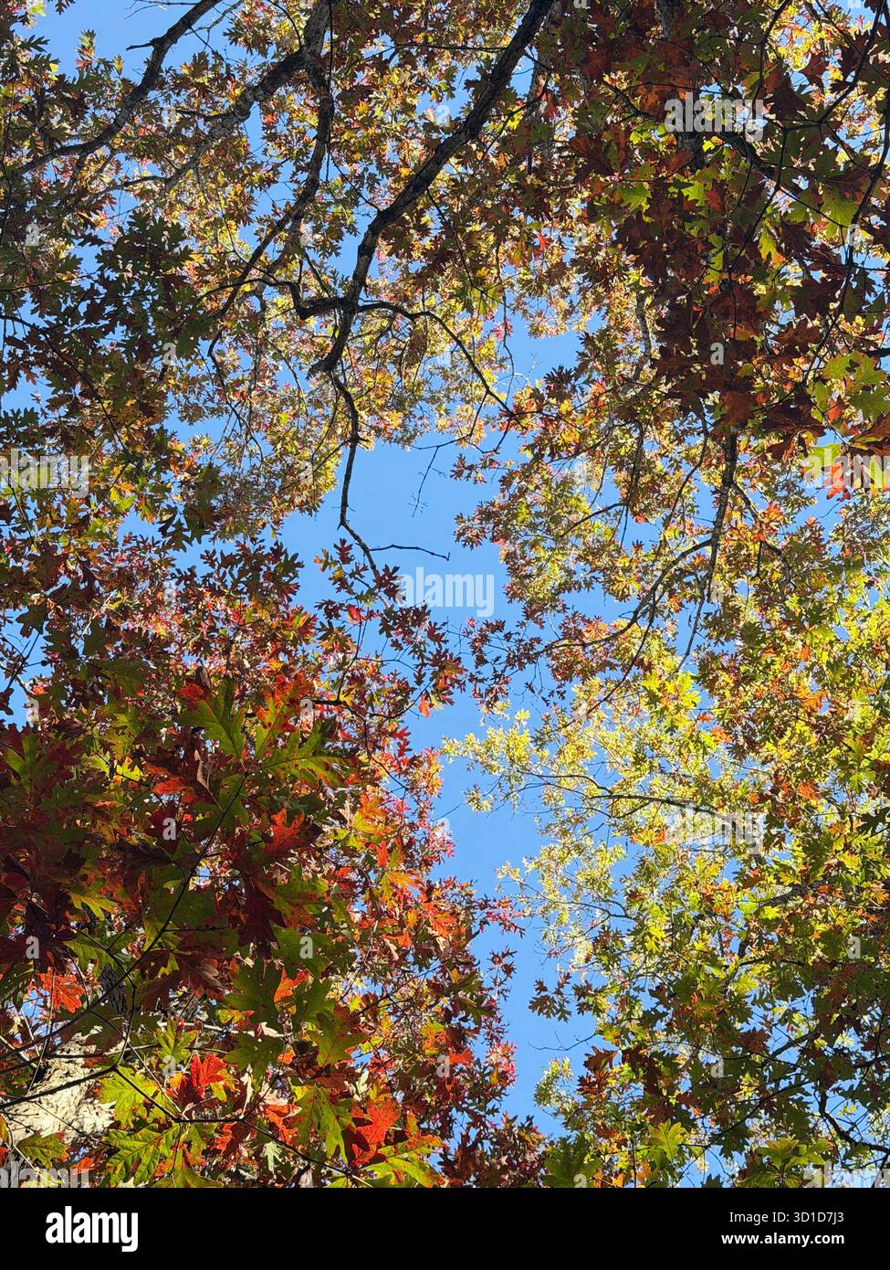 Looking up through tall forest trees with colorful autumn leaves against a vivid blue sky, symbolizing growth, strength, and the beauty of nature. - Smartphone Captured Stock Image