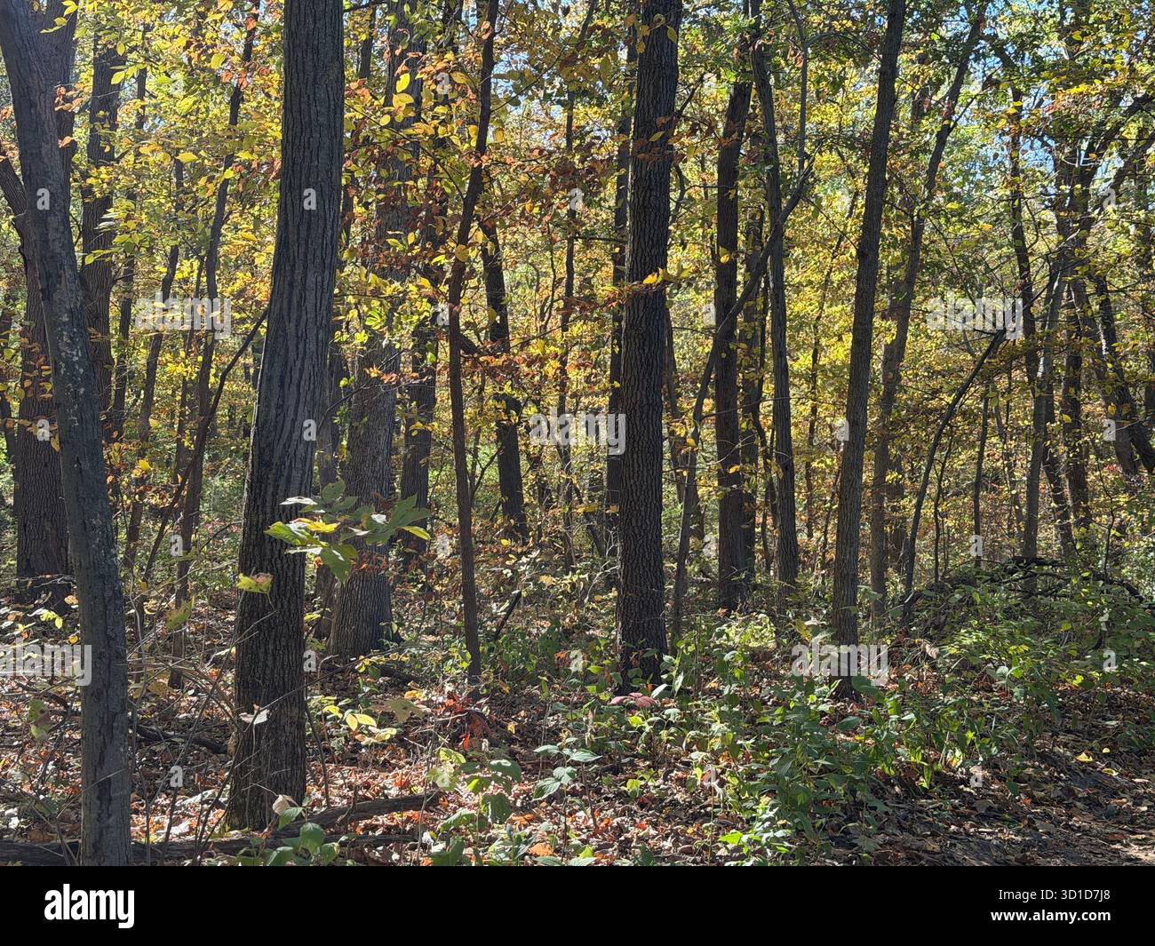 Front view of tall forest trees with sunlight filtering through green leaves against a bright blue sky, symbolizing growth, peace, and natural beauty - Smartphone Captured Stock Image
