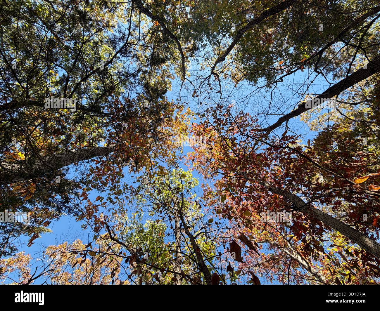 Looking up through tall forest trees with colorful autumn leaves against a vivid blue sky, symbolizing growth, strength, and the beauty of nature. - Smartphone Captured Stock Image