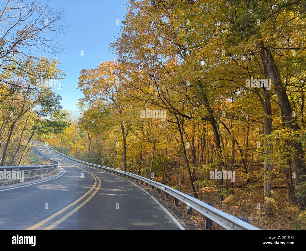 A winding forest road lined with golden yellow fall trees under a bright blue sky, capturing the beauty and freedom of autumn travel through nature. - Smartphone Captured Stock Image