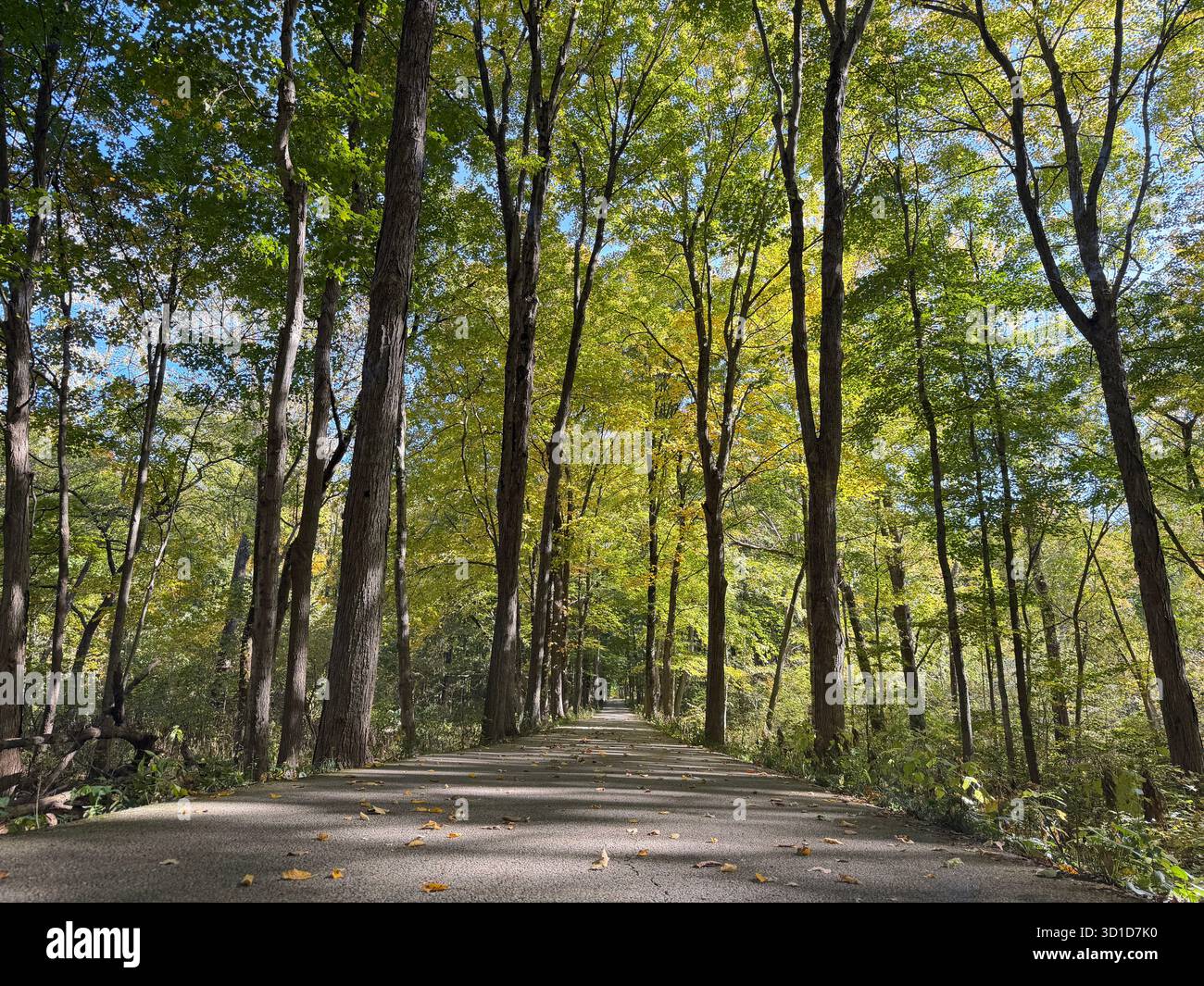 Peaceful forest path surrounded by tall trees with sunlight streaming through bright green leaves, capturing the calm beauty of nature and outdoors. - Smartphone Captured Stock Image