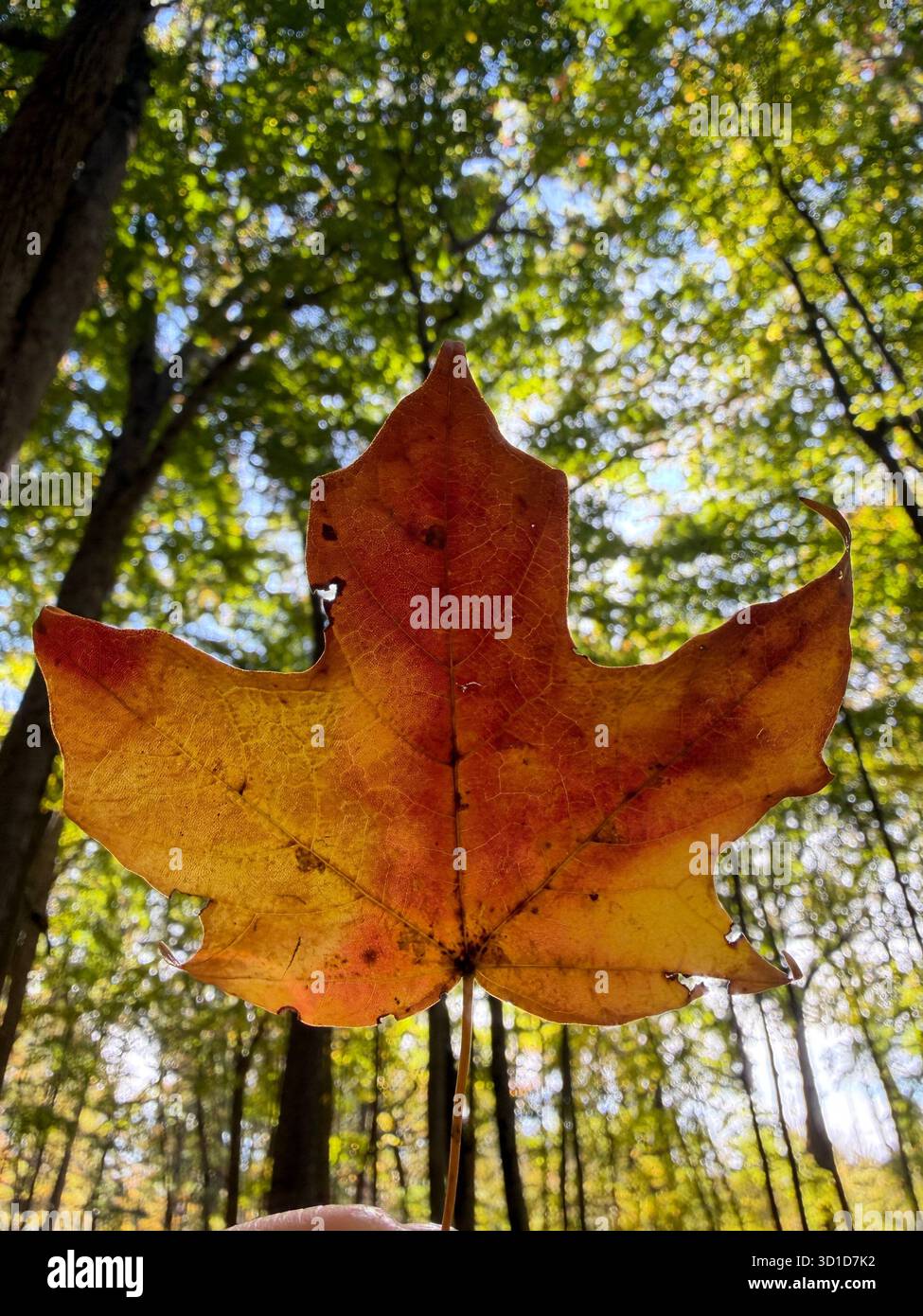 Close-up of a single orange maple leaf held up against sunlight in a forest, symbolizing fall, change, and the beauty of nature's transition. - Smartphone Captured Stock Image