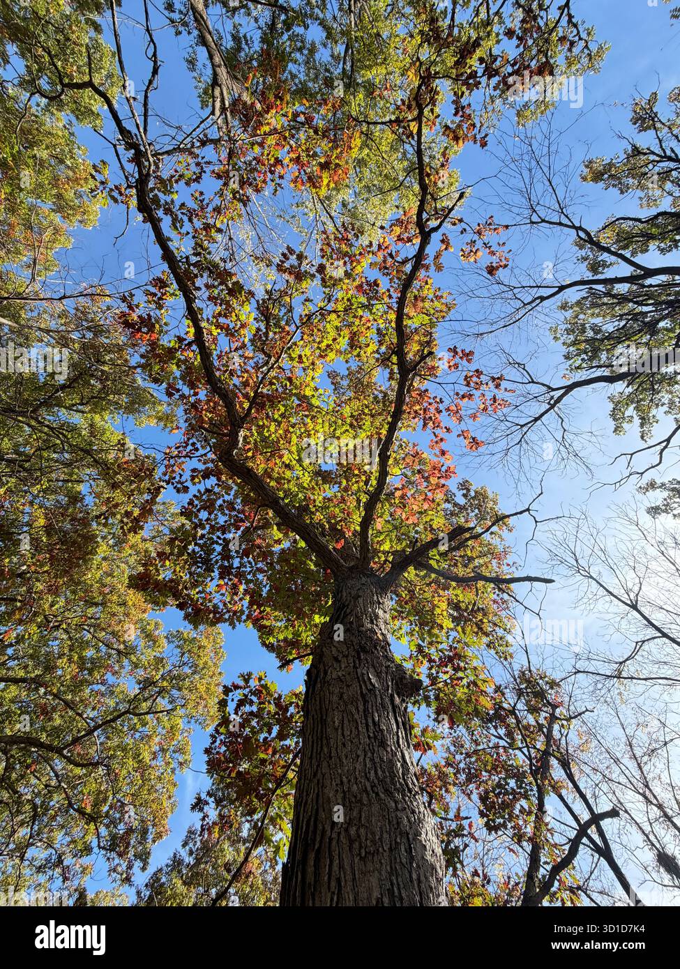 Looking up at a tall autumn tree canopy with colorful leaves and clear blue sky, capturing the peaceful beauty and transition of the fall season. - Smartphone Captured Stock Image