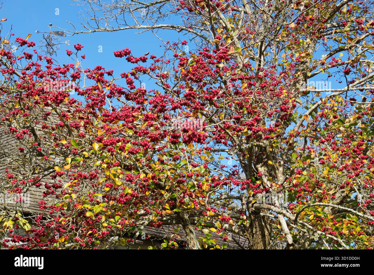 Autumn red berries, East Sussex, UK Stock Photo