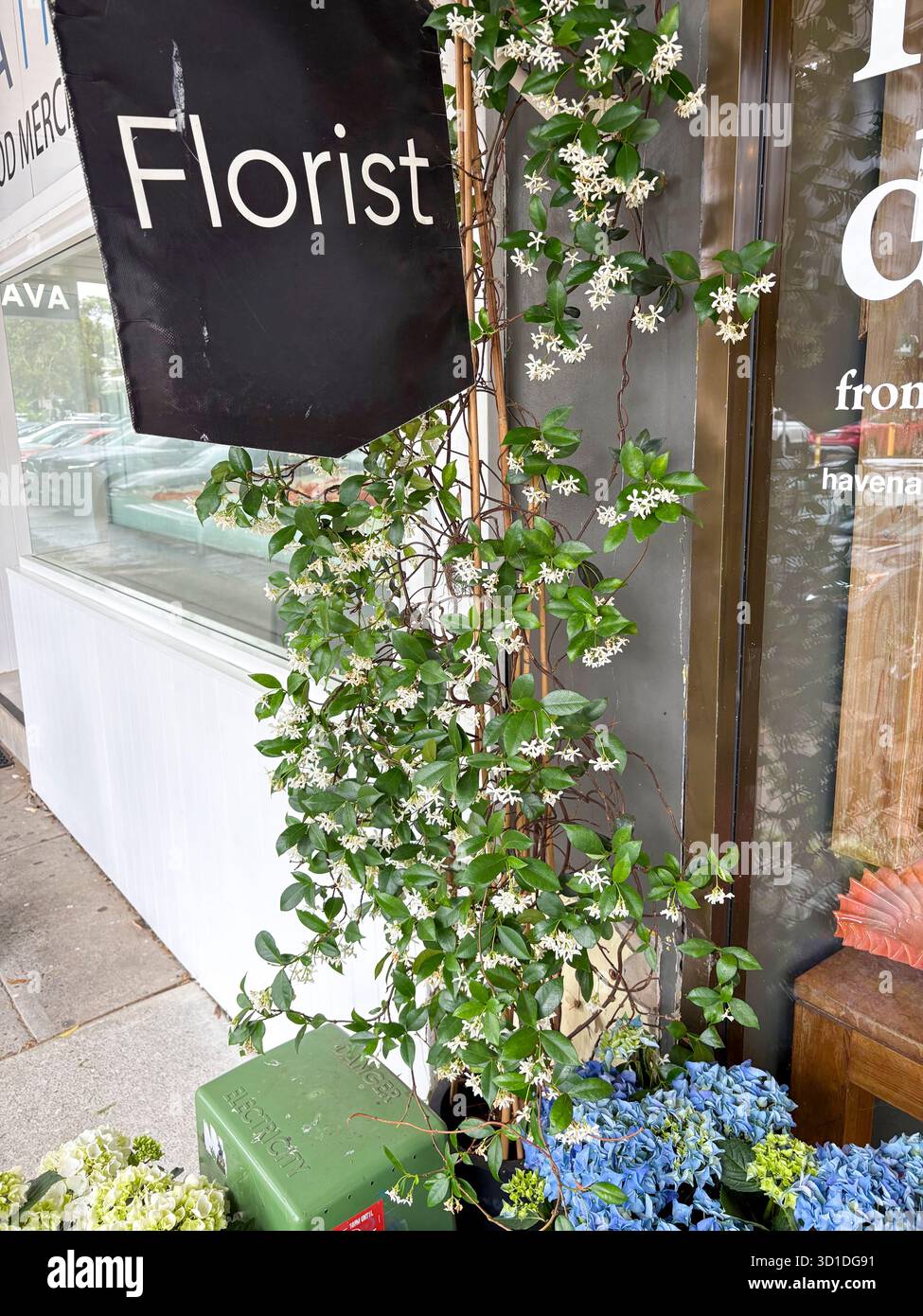 Australian florist shop store in Avalon Beach Sydney, hydrangea plants outside and white flowering jasmine plant - Smartphone Captured Stock Image
