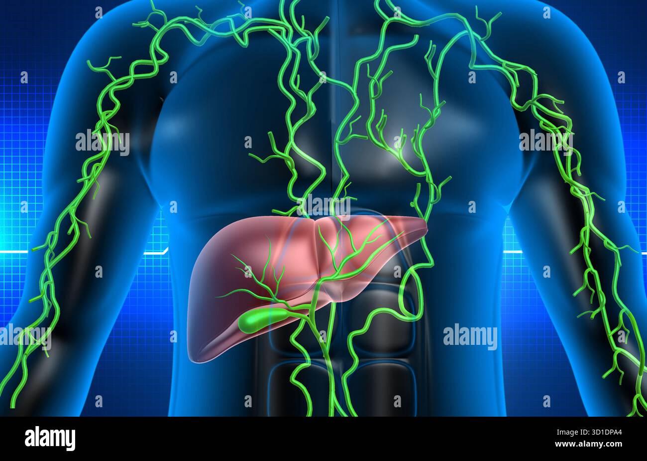 3d illustration of Abstract medical background with healthy human liver ...