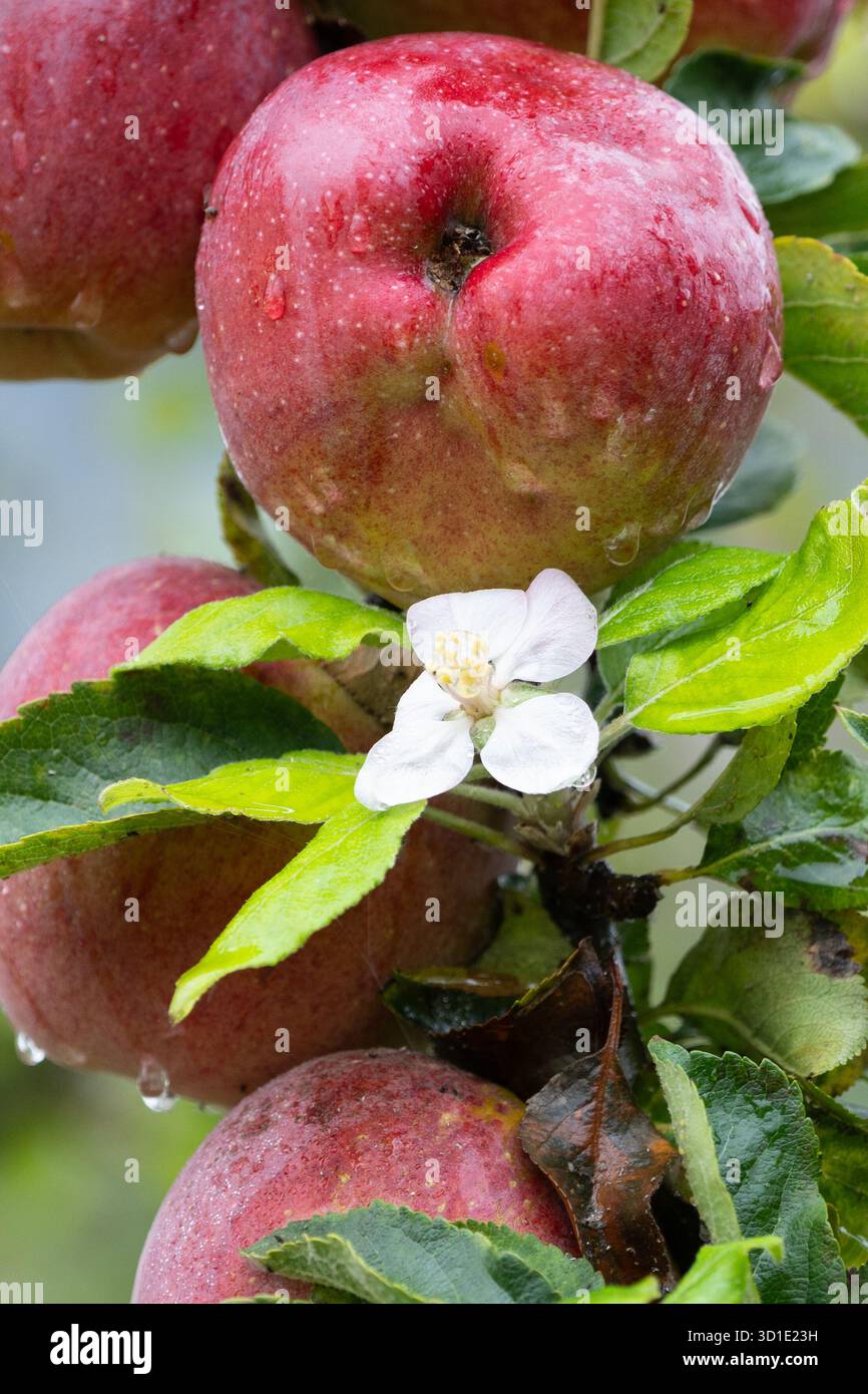 Apple tree flowering in autumn, blossom next to ripe apples in autumn following very dry hot summer and weather related stress - England, UK Stock Photo