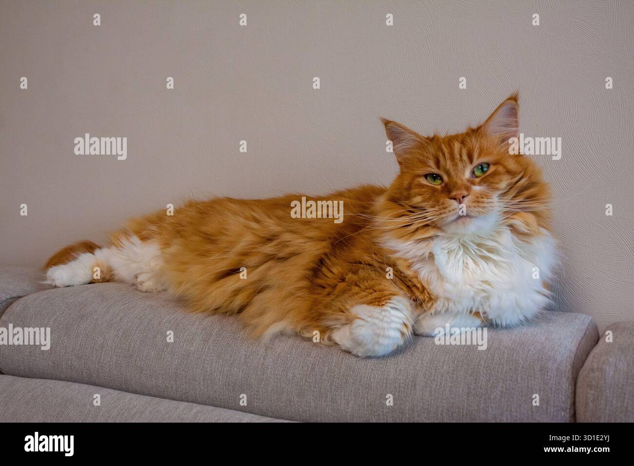 Flyffy ginger mainecoon cat lying on sofa Stock Photo