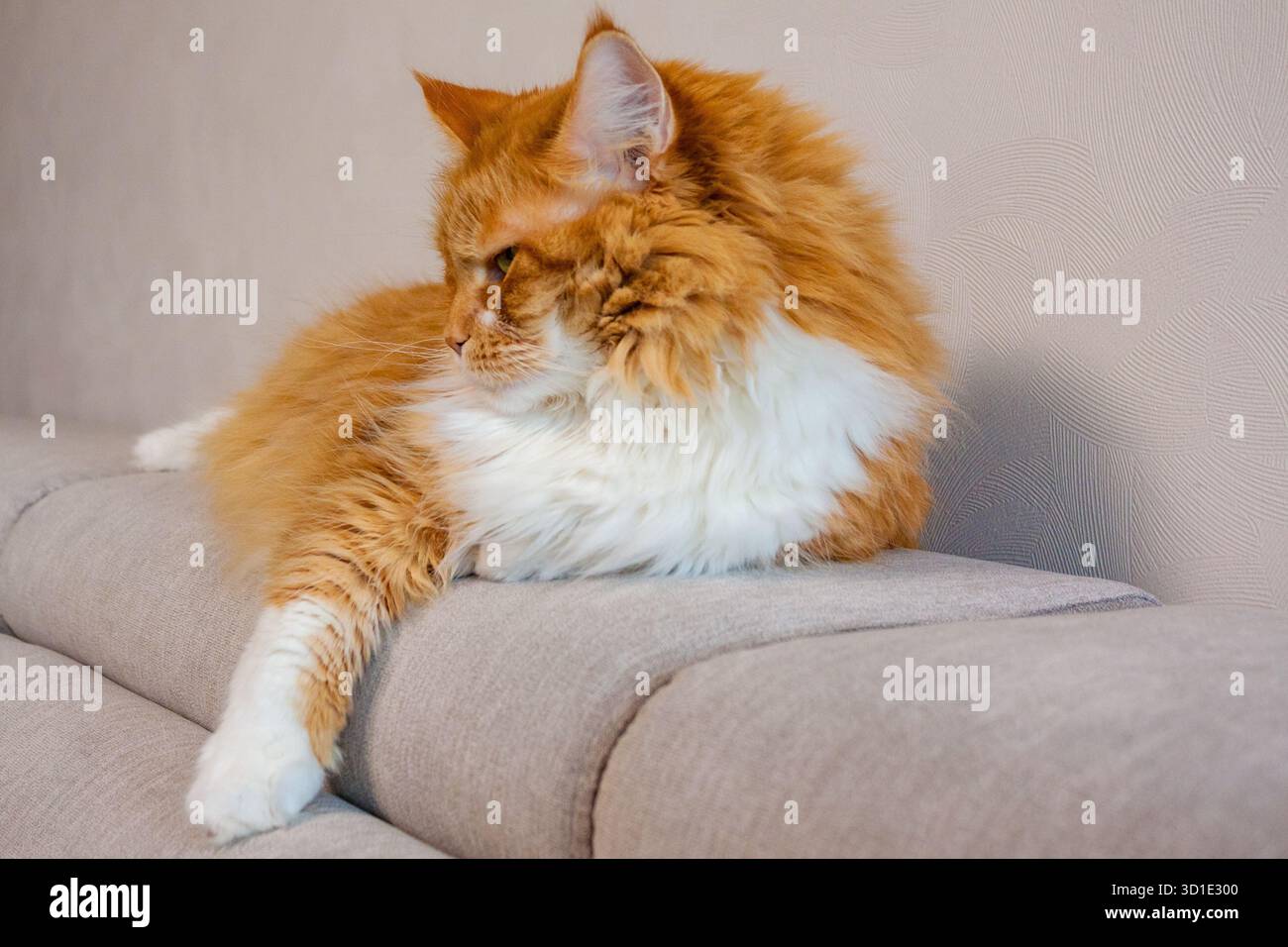 Flyffy ginger mainecoon cat lying on sofa Stock Photo