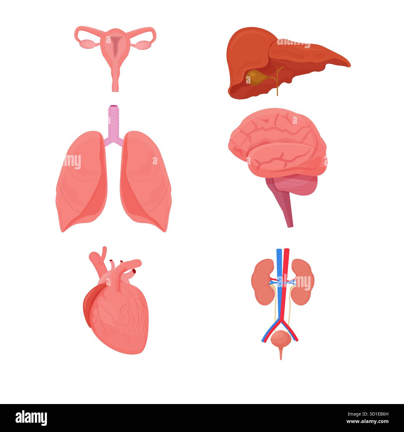 Set, collection human Internal Organs isolated on white background ...