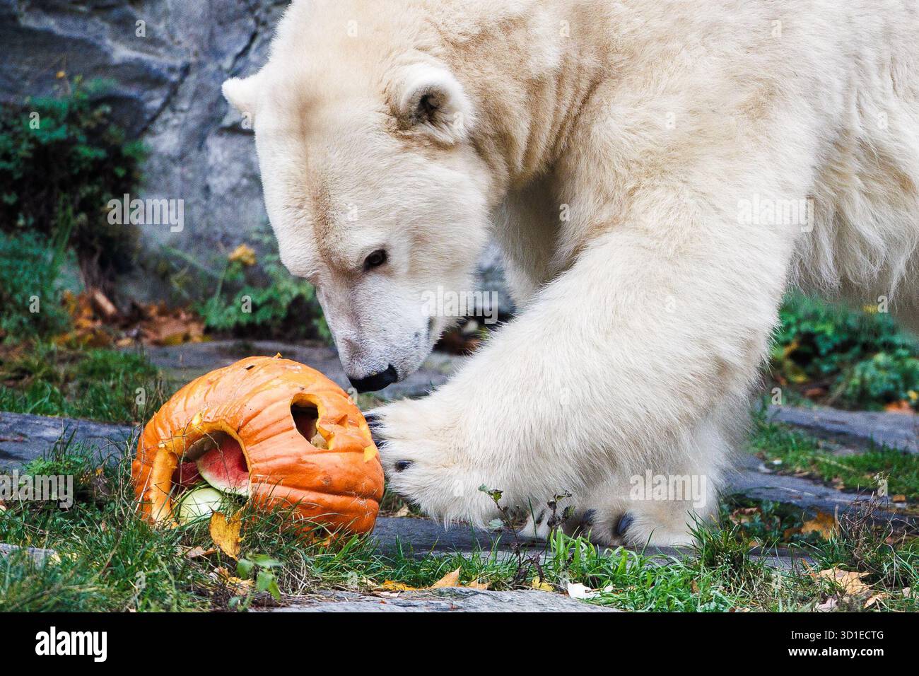 Polar Bear Pumpkin