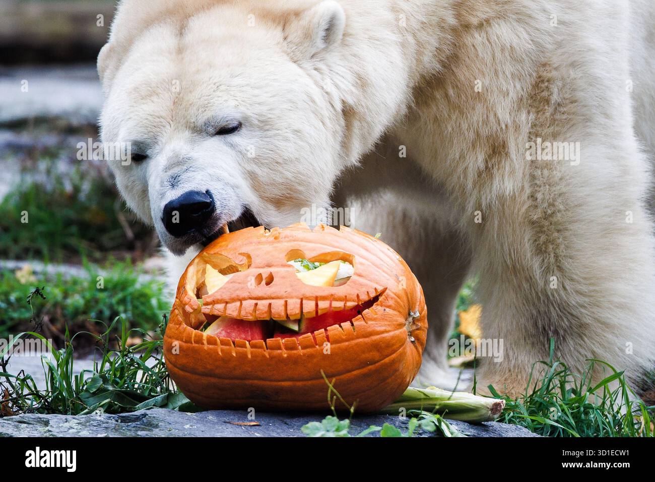Polar Bear Pumpkin