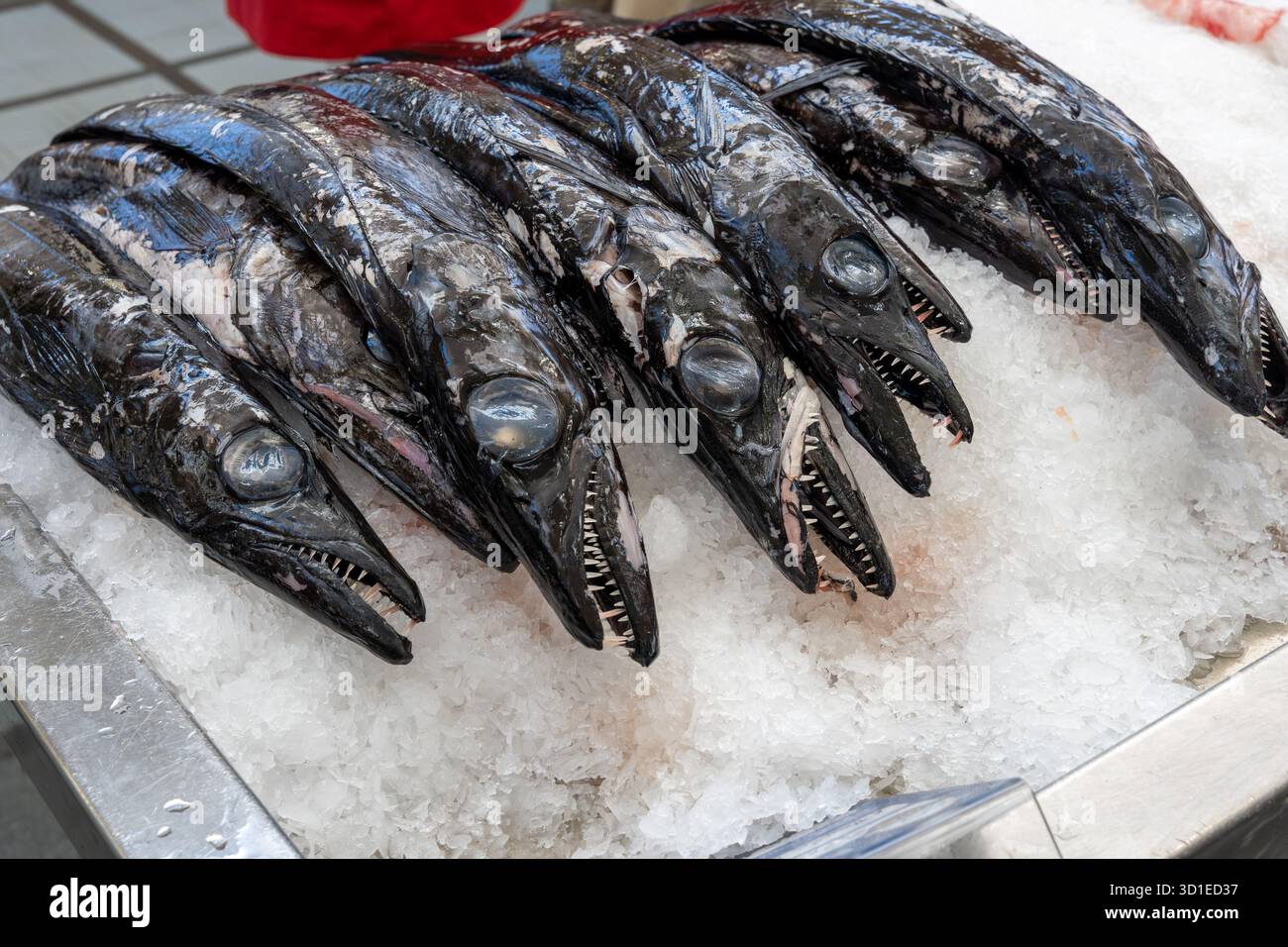 Black scabbardfish (Aphanopus carbo) on ice in market in Madeira