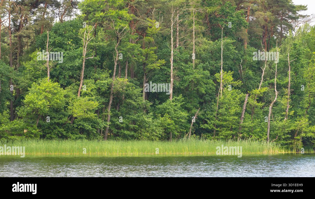 forest by a body of water, Germany Stock Photo