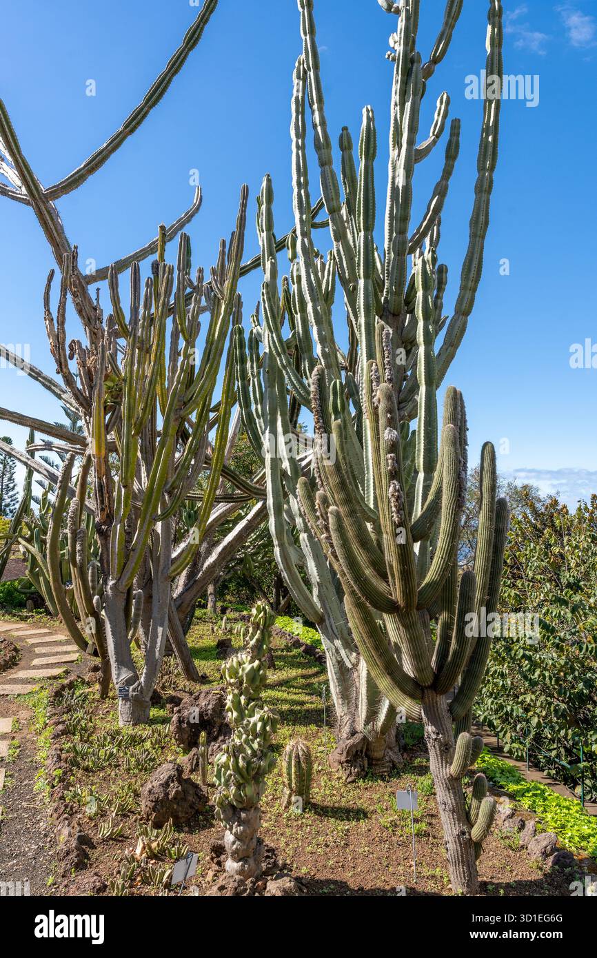 Cactus portuguese portugal hi-res stock photography and images - Alamy