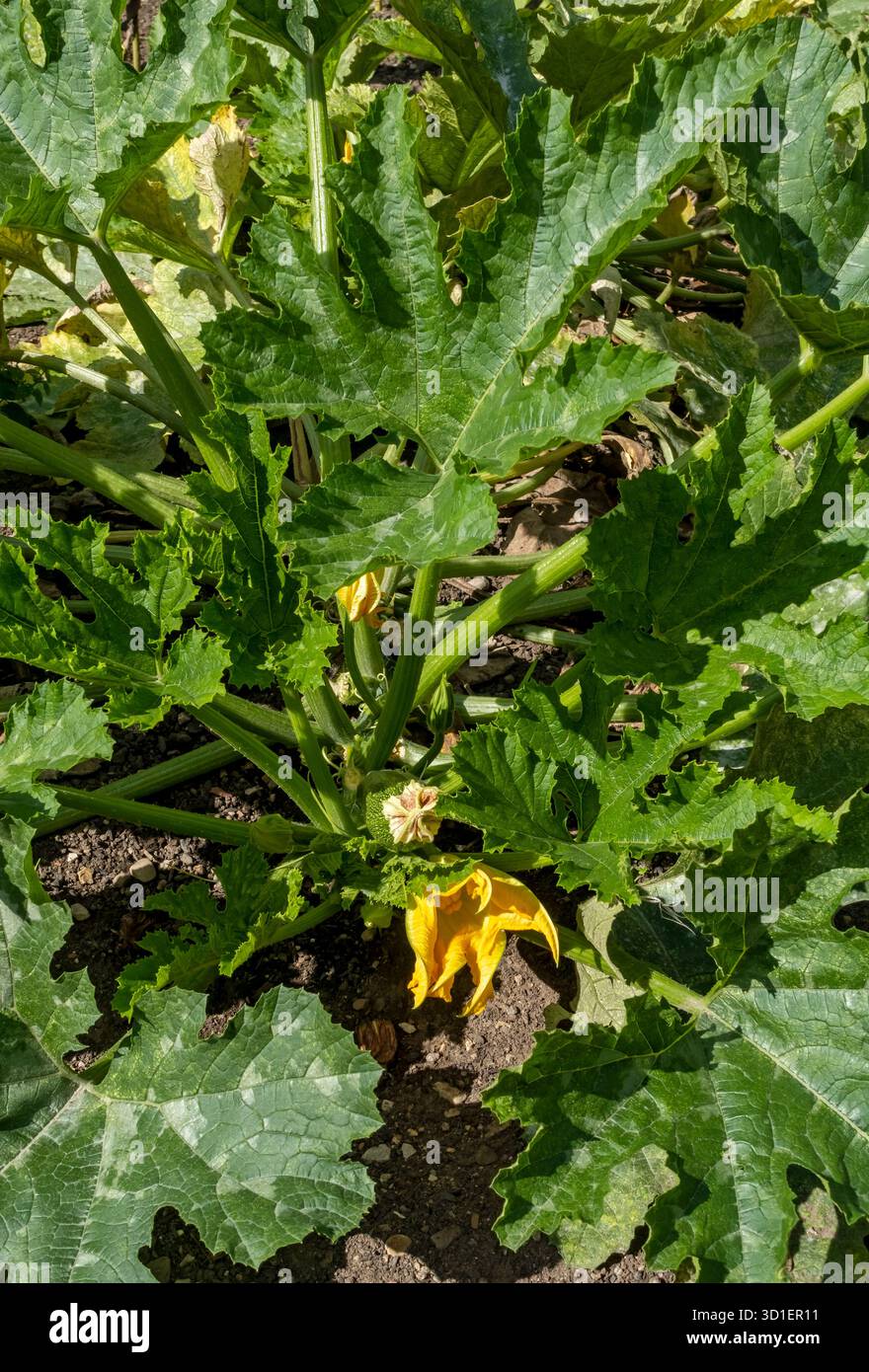 Courgettes cucurbita pepo hi-res stock photography and images - Alamy