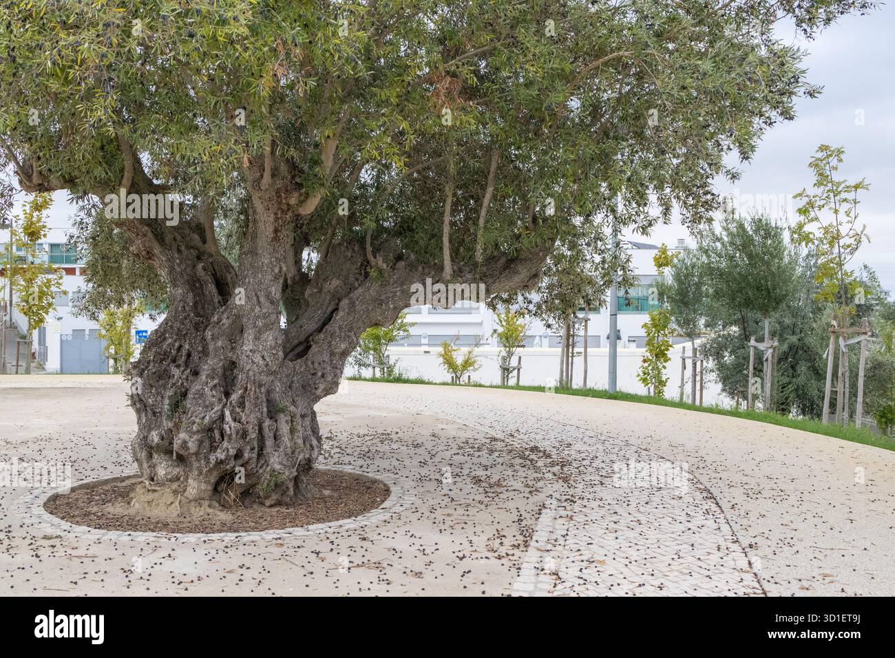 Ancient olive tree with gnarled trunk standing in a modern urban park ...