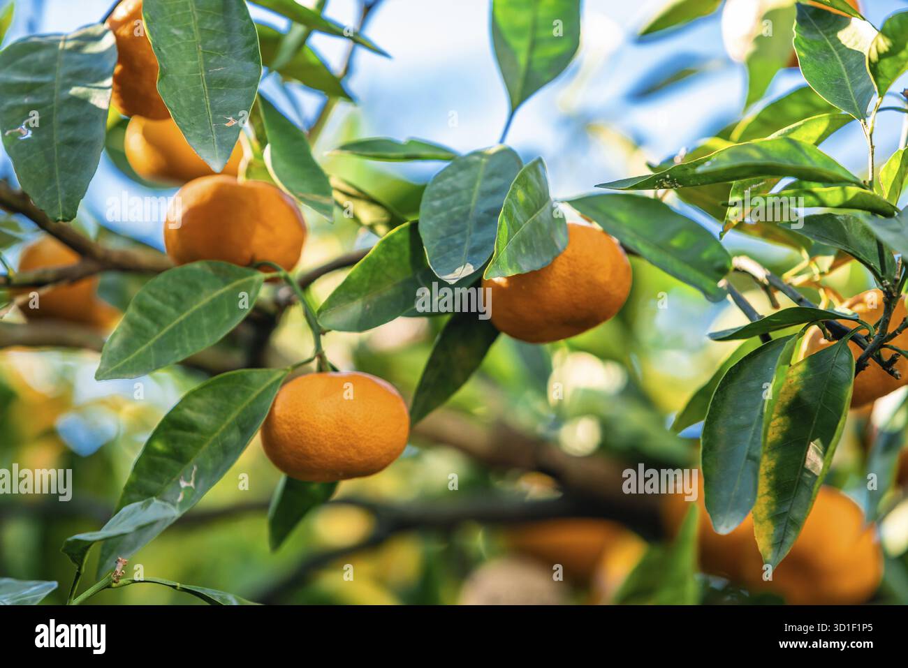 Oranges branch with green leaves on tree Stock Photo
