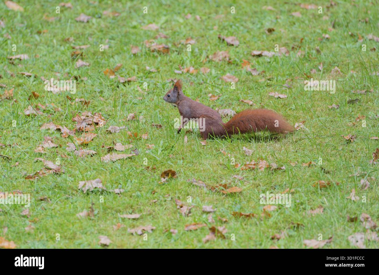 Squirrel eats nuts Squirrel eats nuts Stock Photo