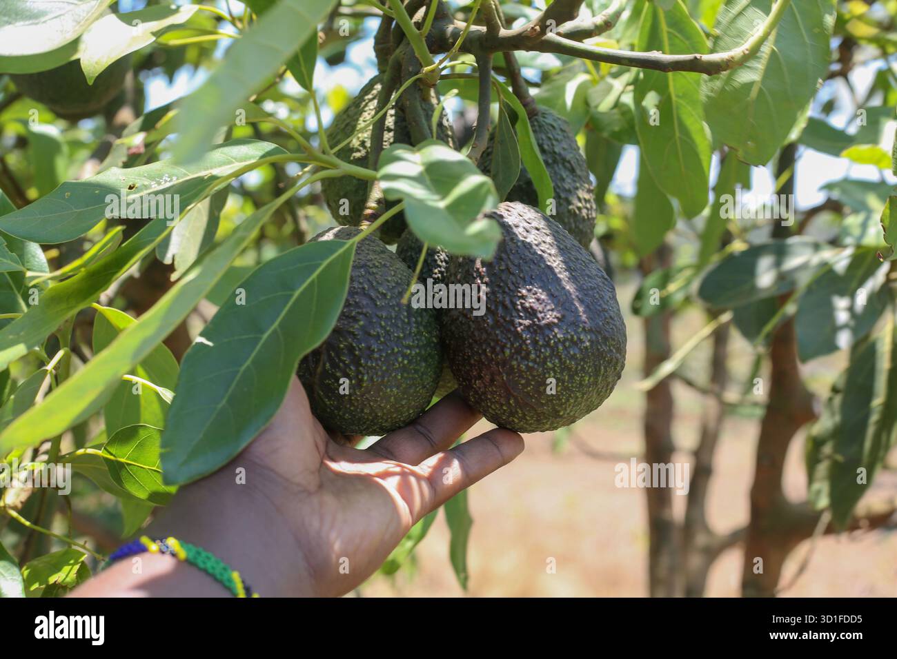 251028 NJOMBE Oct 28 2025 Xinhua Juliana Yotham Mwalyepelo 251028-njombe-oct-28-2025-xinhua-juliana-yotham-mwalyepelo
