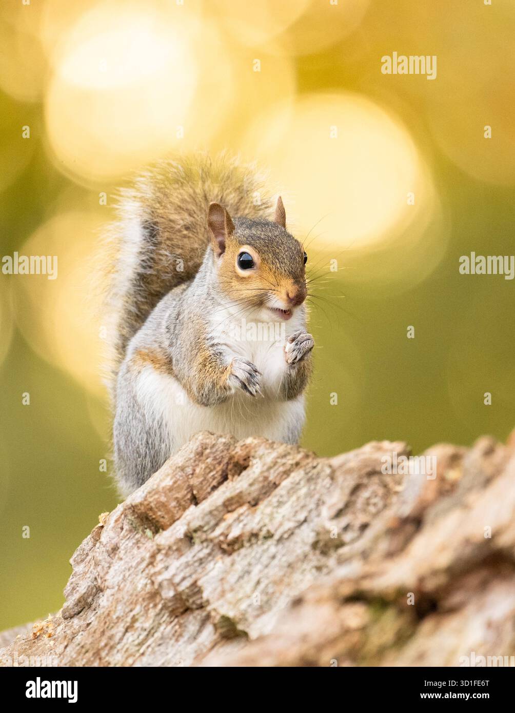 Grey squirrel sciurus carolinensis eating sweet chestnut in autumn - UK Stock Photo