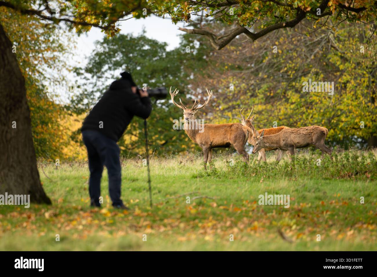 Photographer taking photos of red deer herd using monopod during the autumn rutting season at Studley Royal Deer Park, Yorkshire, England, UK Stock Photo