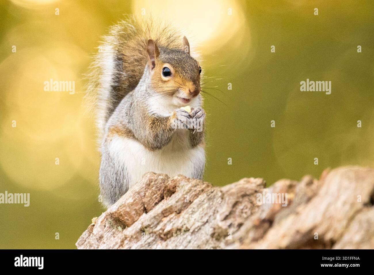Grey squirrel sciurus carolinensis eating sweet chestnut in autumn - UK Stock Photo