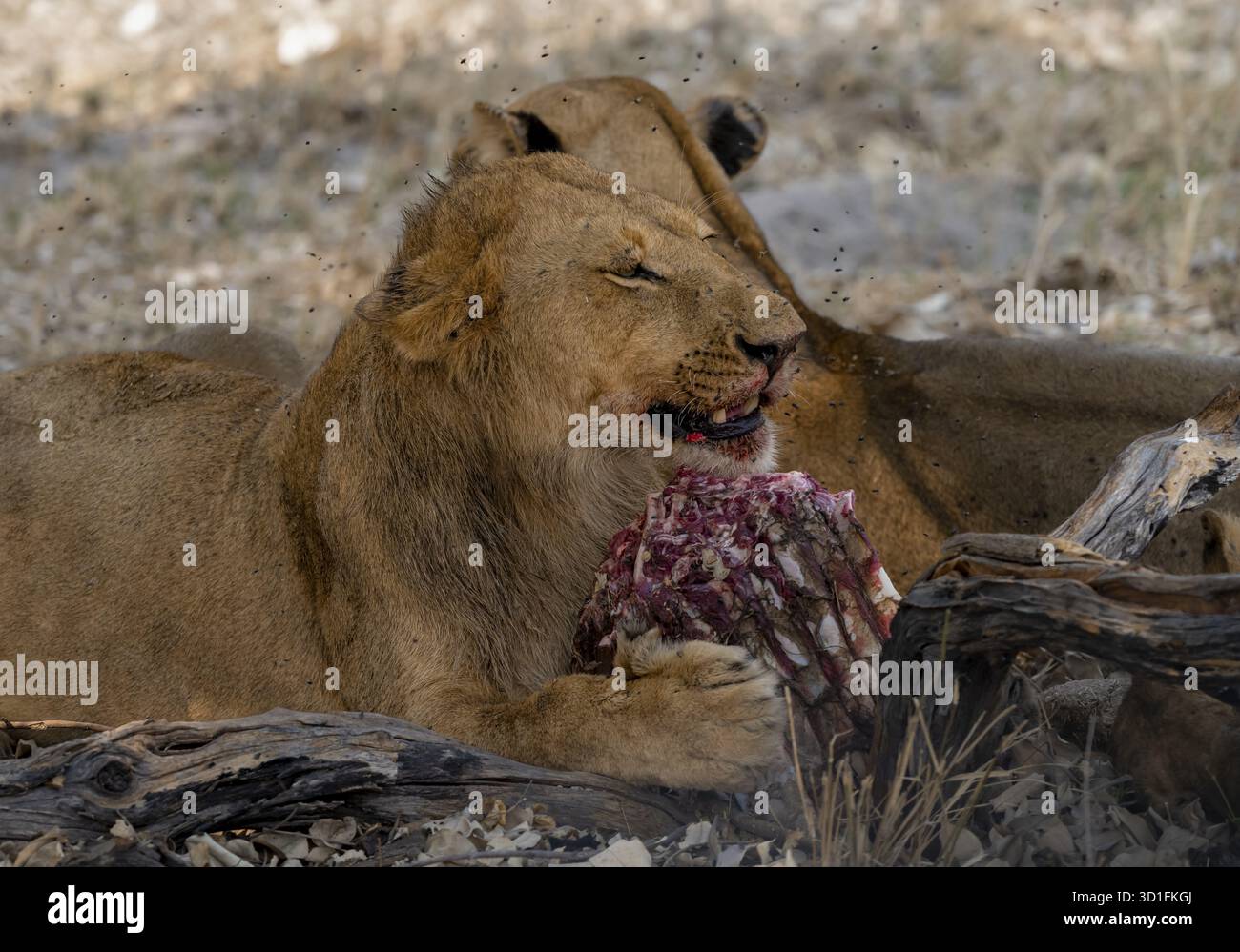 Lion (Panthera Leo) with kill, juvenile male eats the ribs of the ...