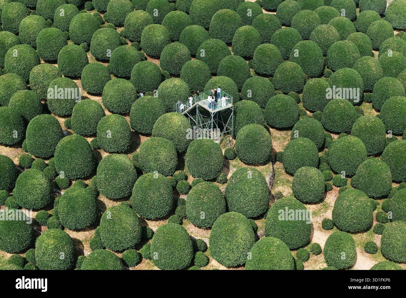 Tourist Admire A Private Osmanthus Garden Featuring Over 8 000 