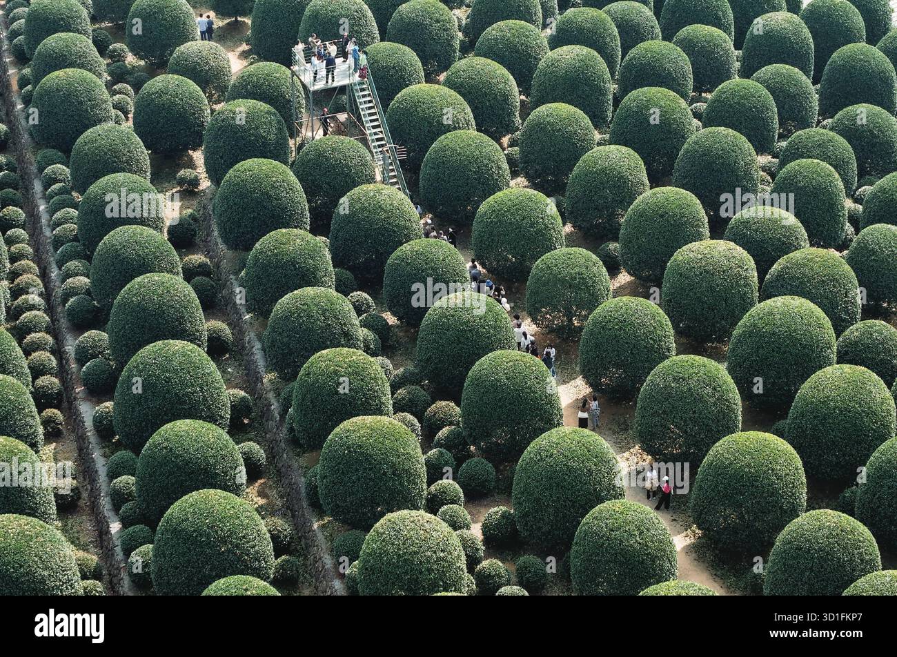 Tourist Admire A Private Osmanthus Garden Featuring Over 8 000 