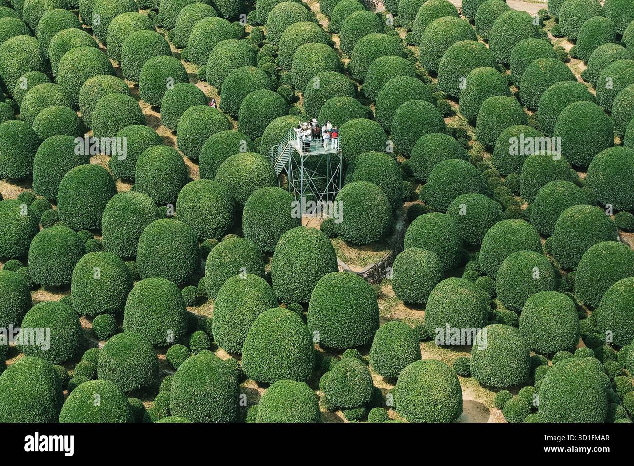 Tourist Admire A Private Osmanthus Garden Featuring Over 8 000 