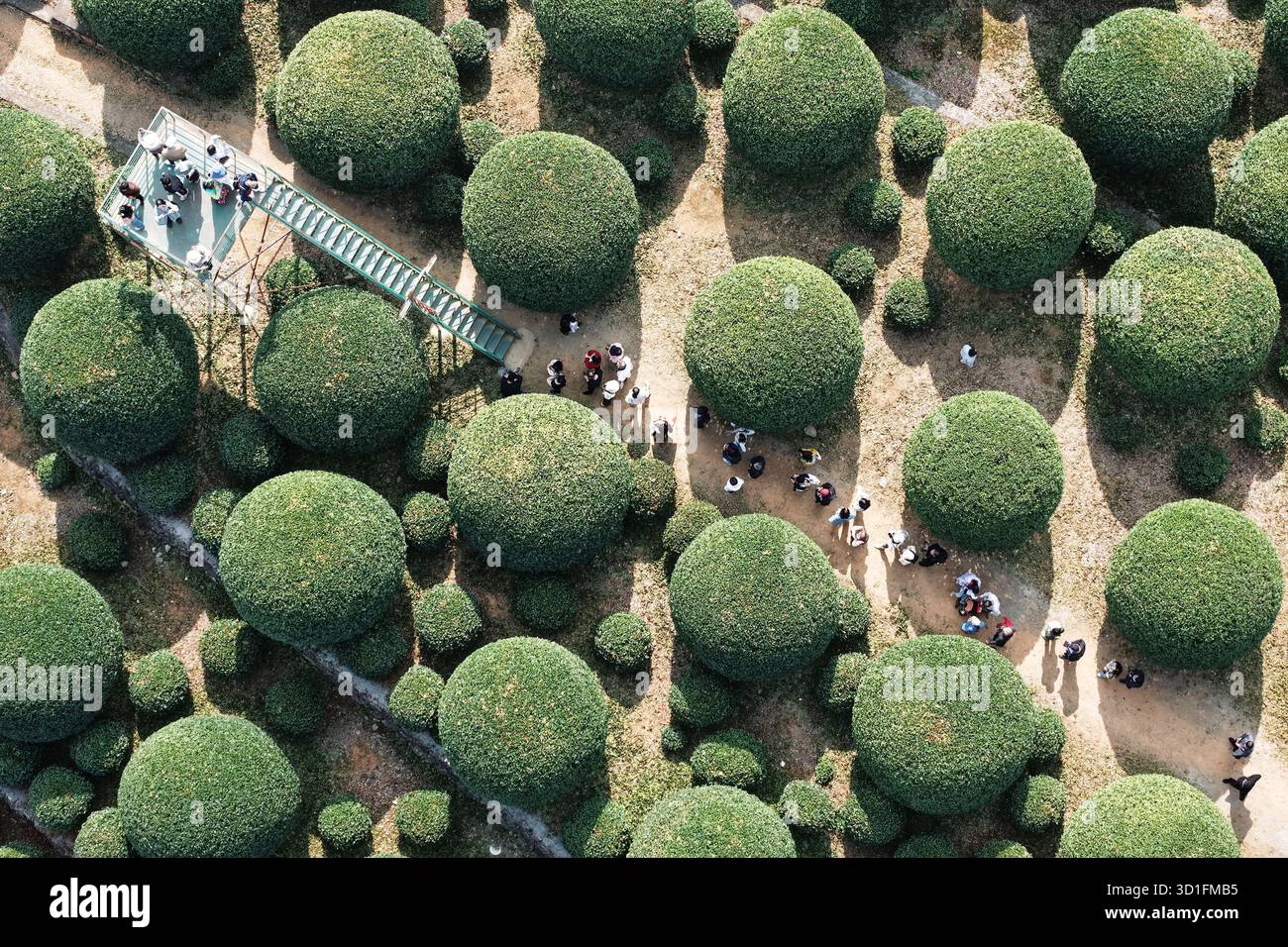 Tourist Admire A Private Osmanthus Garden Featuring Over 8 000 
