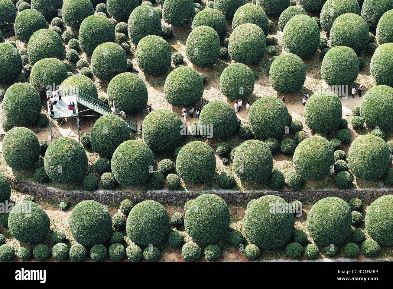 Tourist Admire A Private Osmanthus Garden Featuring Over 8 000 