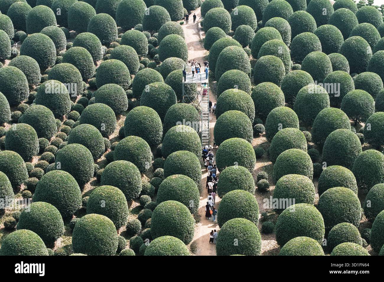 Tourist Admire A Private Osmanthus Garden Featuring Over 8 000 