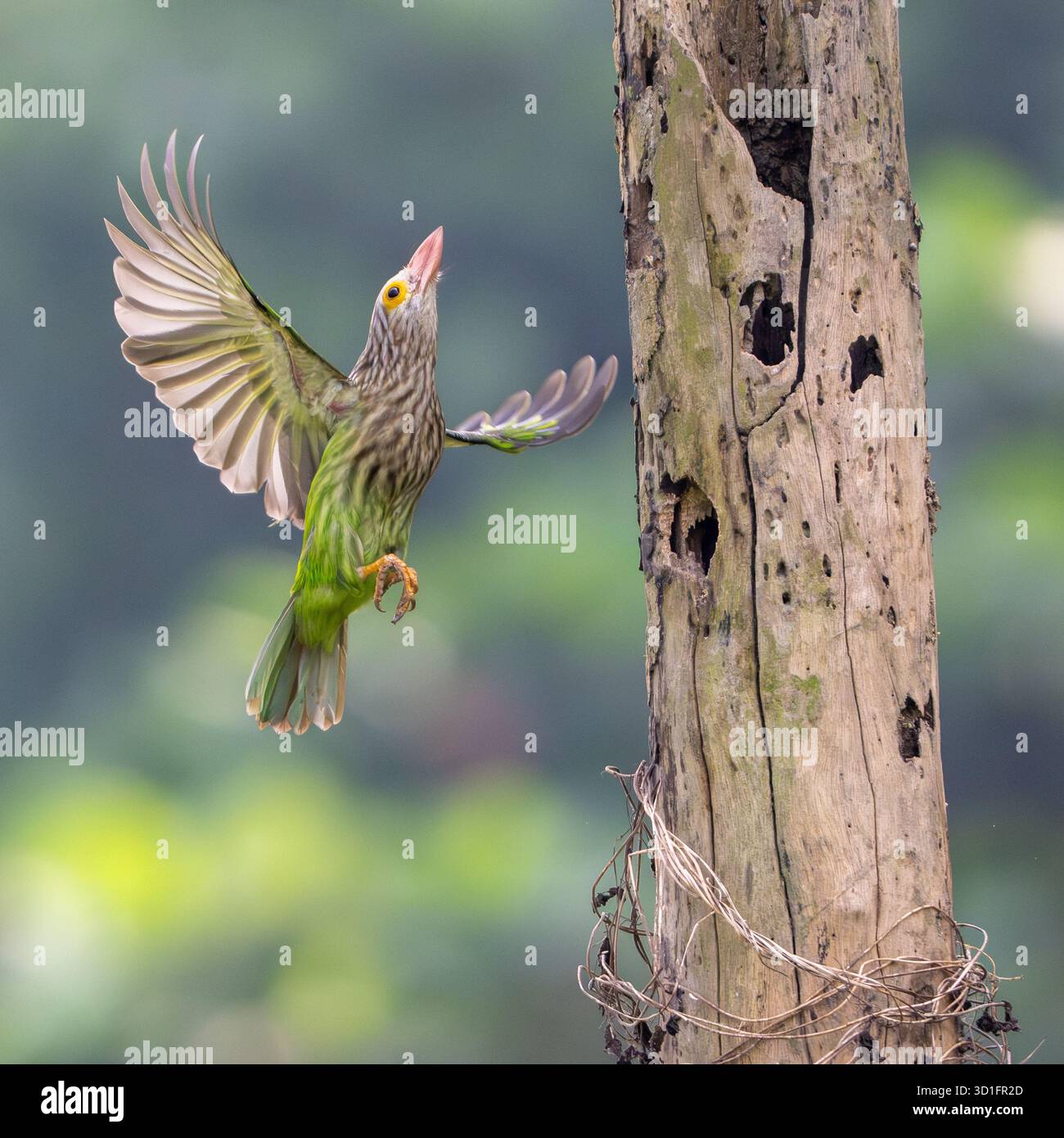 Linadted Lineated barbet flying up in Botanical garden in Dhaka, Bangladesh ...