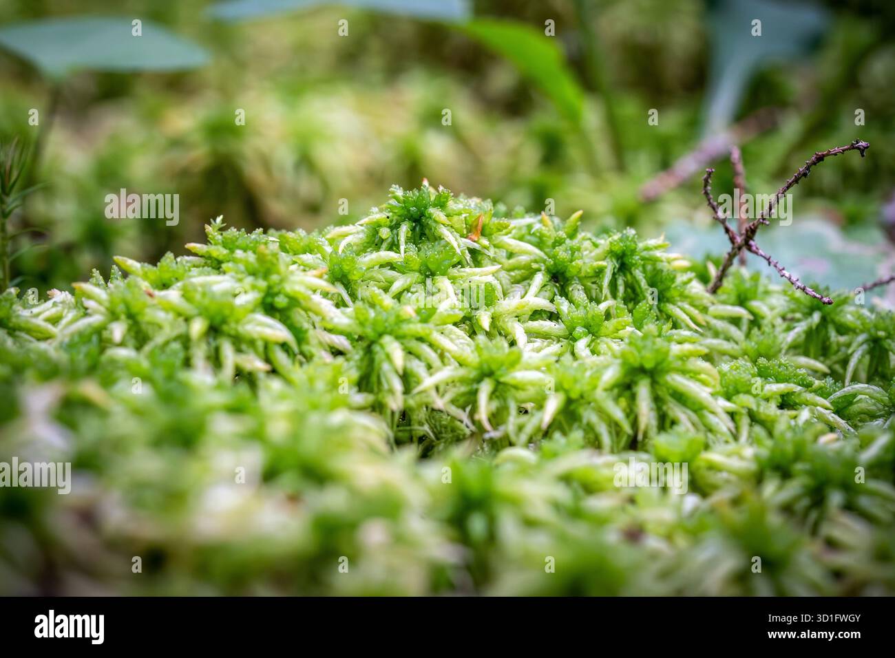 Close up lush green forest hi-res stock photography and images - Alamy