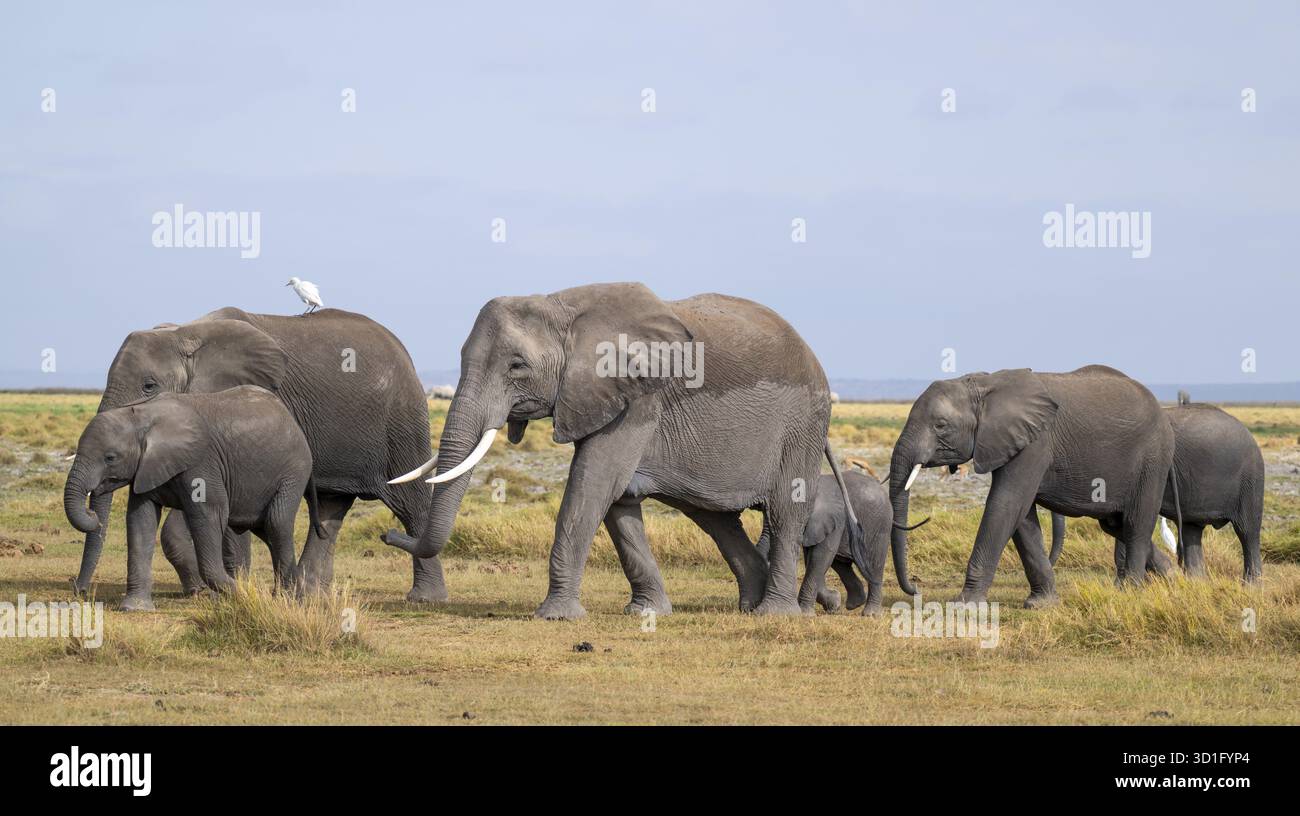 African elephant (Loxodonta africana), herd of young animals and heron ...
