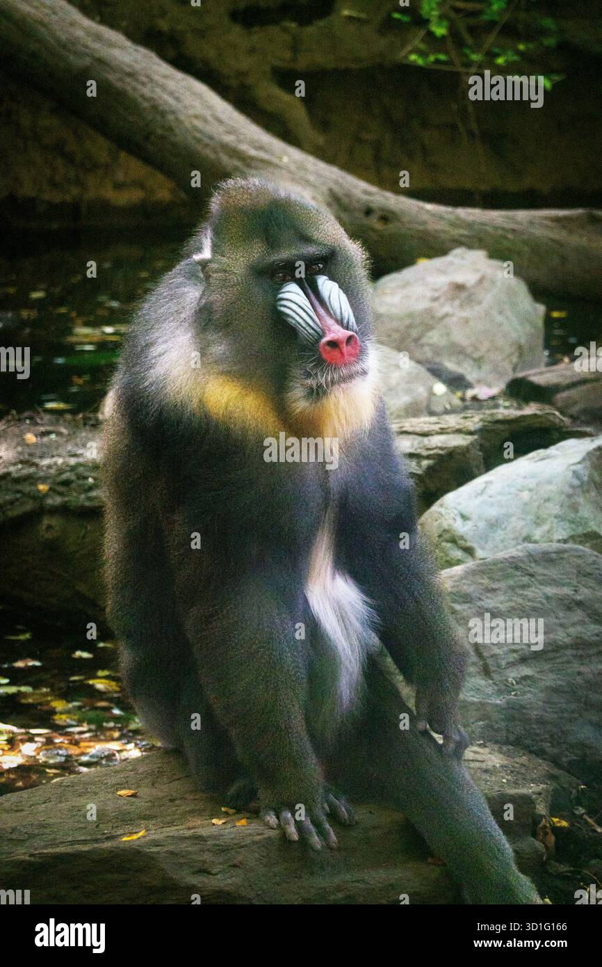 NIgel the Mandrel in his enclosure at the Brnx Zoo in New York City ...