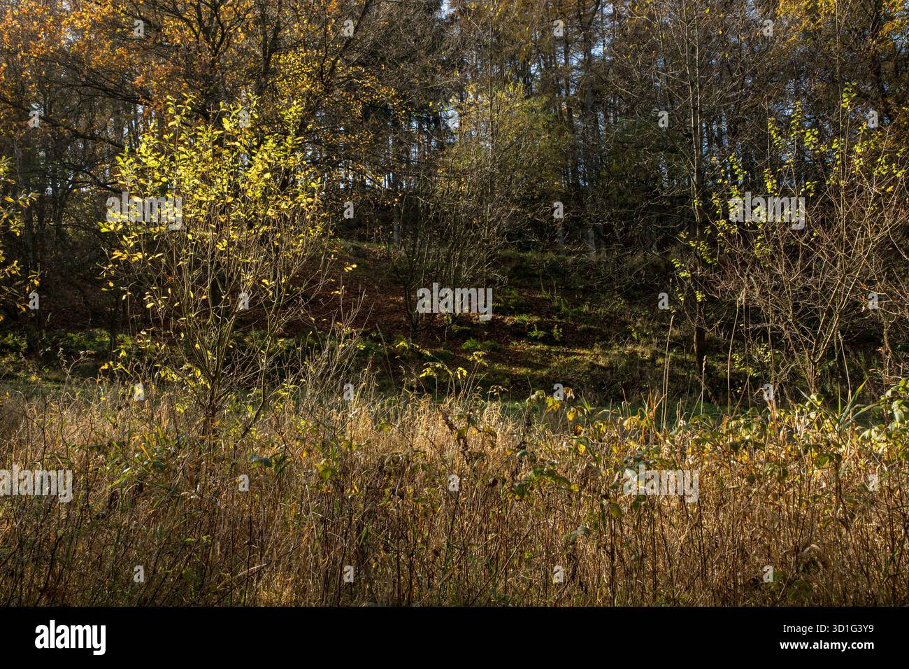 Small trees hit by sunlight in forest making a contrasty nature image Stock Photo