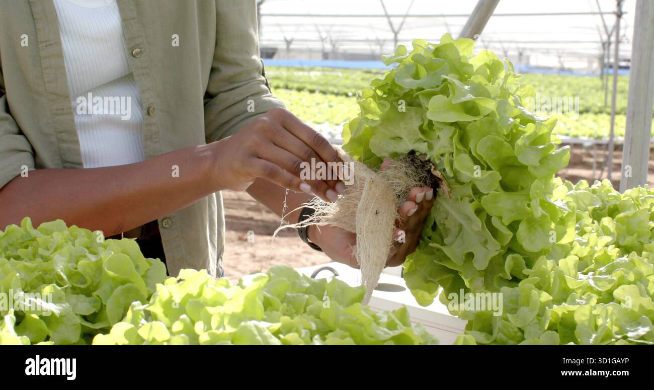 Harvesting worker wearing tank top holding lettuce head by roots at greenhouse trough, copy space Stock Photo
