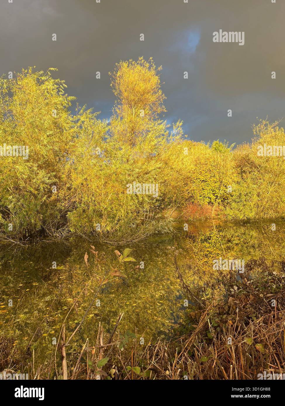 Sunlit Yellow-Green Autumn Trees Reflected in a Calm River Under a Cloudy Blue Sky in England, county Suffolk - Smartphone Captured Stock Image