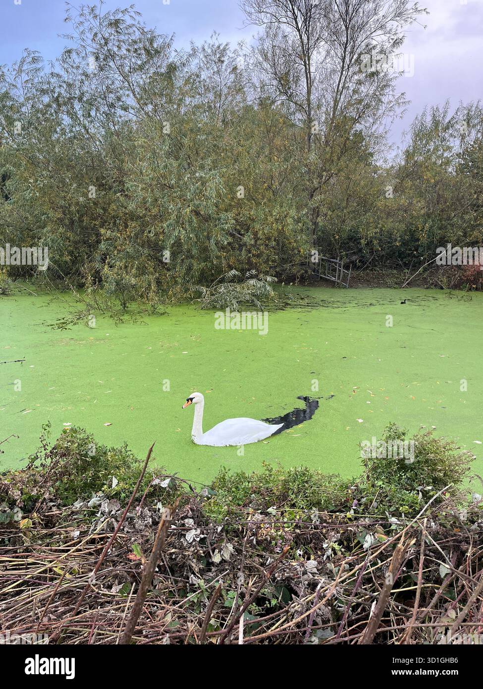 White swan on green duckweed river in cloudy autumn England - Smartphone Captured Stock Image