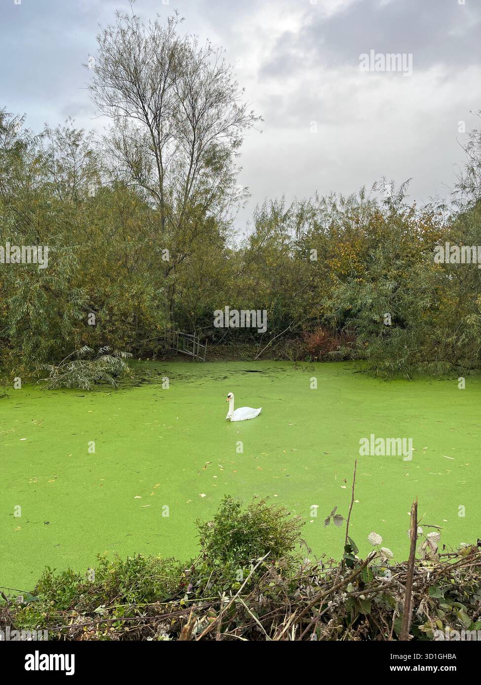 White swan on green duckweed river in cloudy autumn England - Smartphone Captured Stock Image