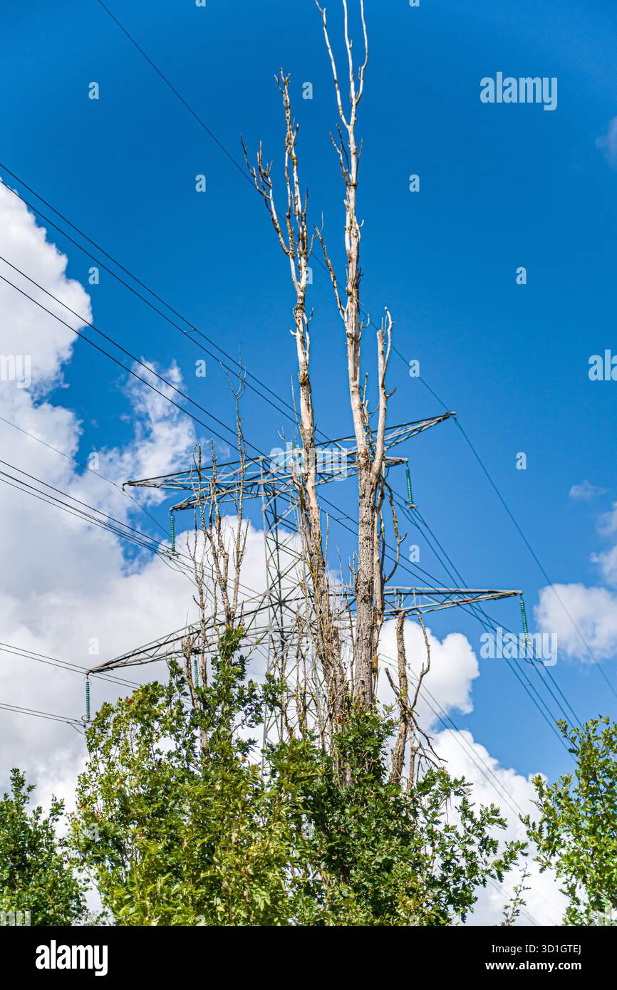 Tree Pylon tree, pylon and leaves, arbre, pylône et feuilles Stock Photo - Alamy