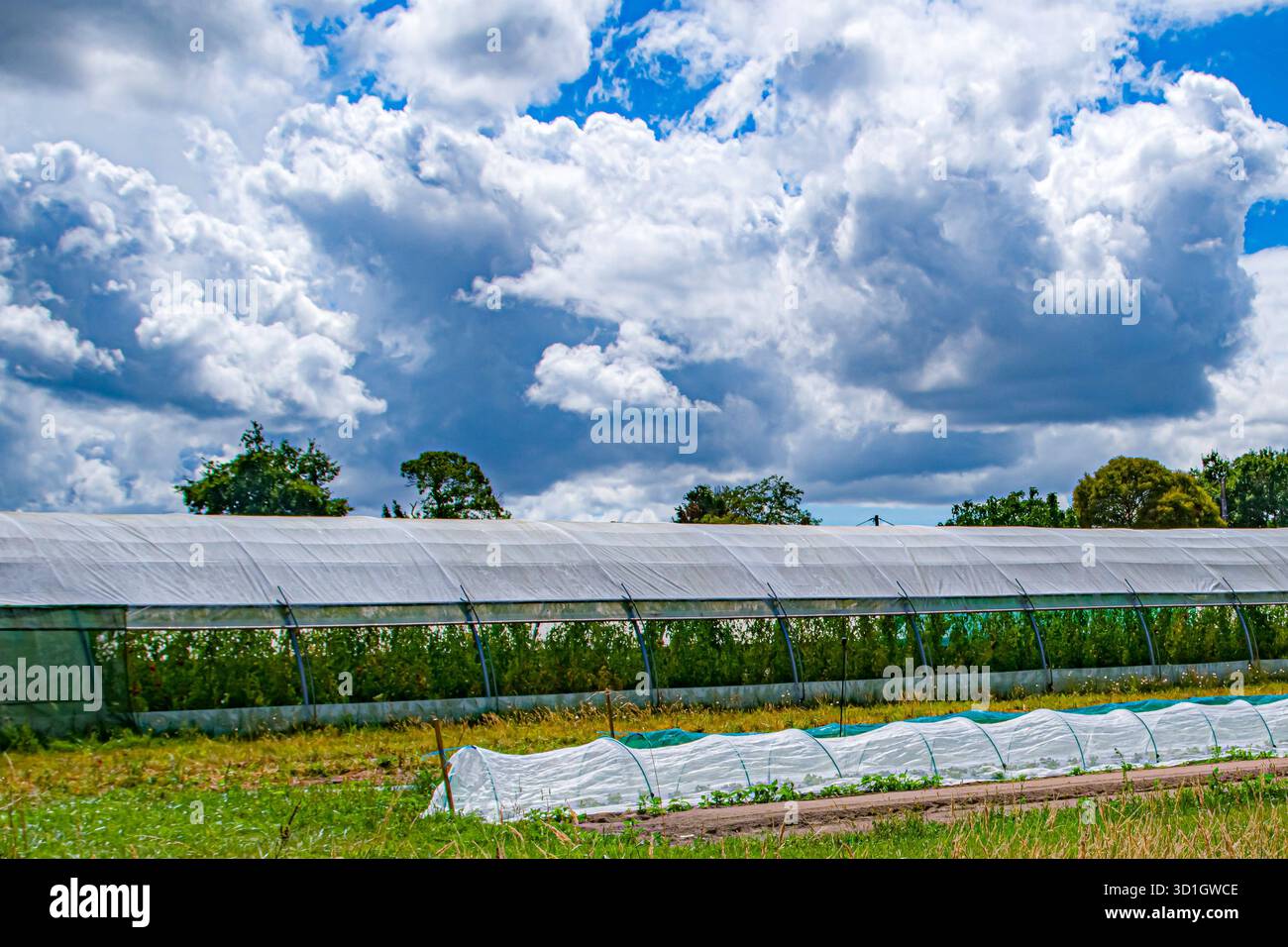 greenhouse, serre Stock Photo
