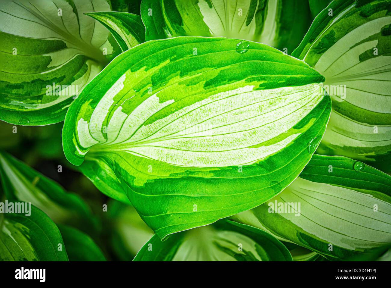 Variegated Hosta Leaves Close-Up: Green and White Foliage Stock Photo