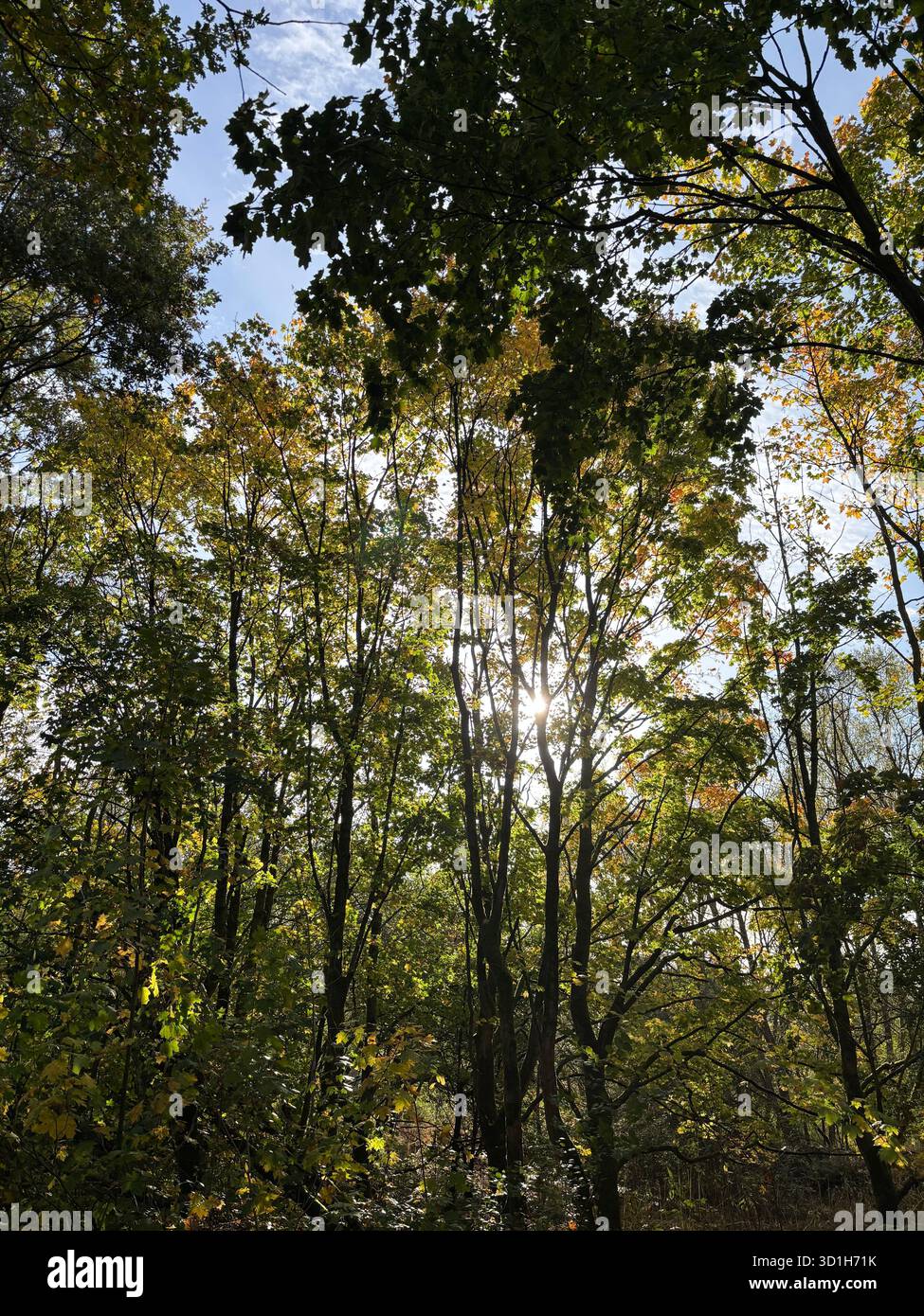 Sunlight shining through woodland trees at Pennington Flash nature reserve in Leigh, Greater Manchester - Smartphone Captured Stock Image