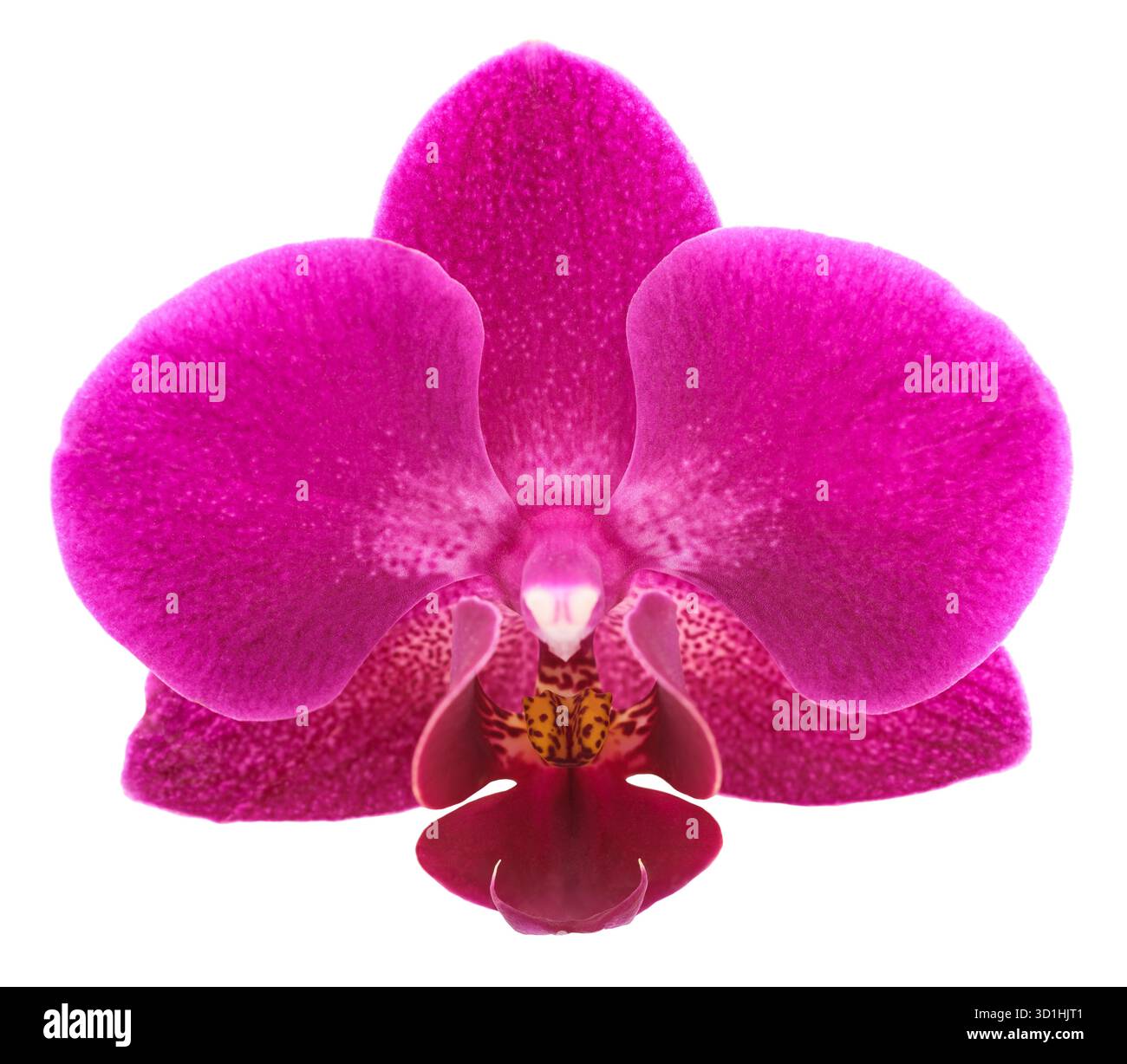 Moth Orchid flower head isolated on white Stock Photo