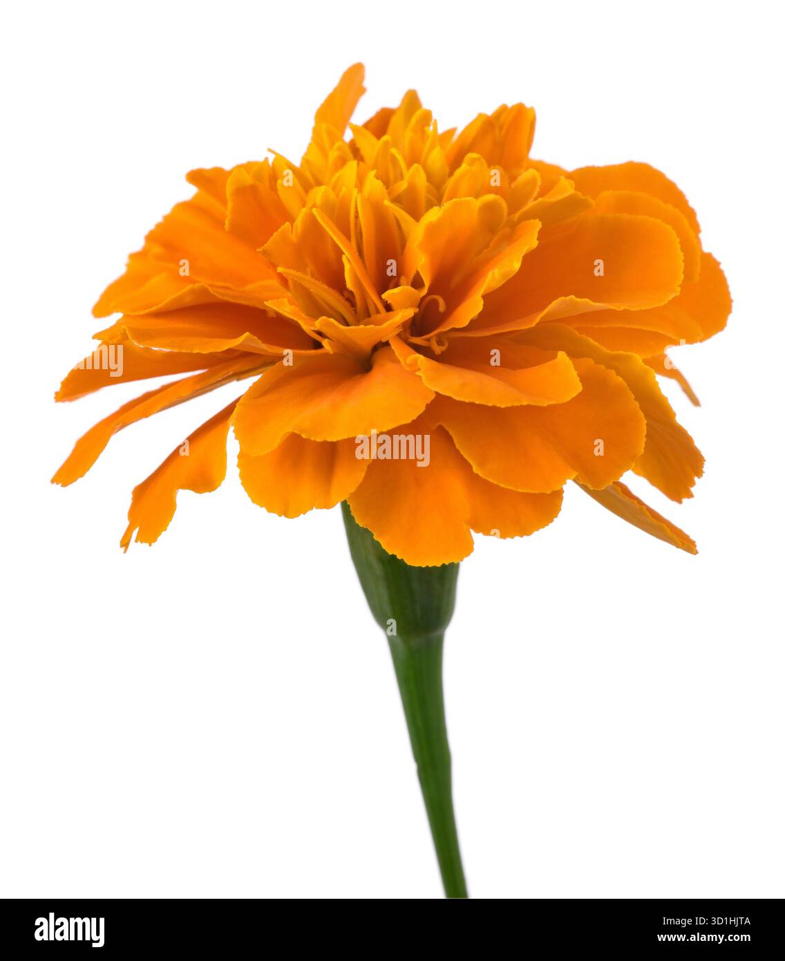 Tagete flower isolated on white background Stock Photo