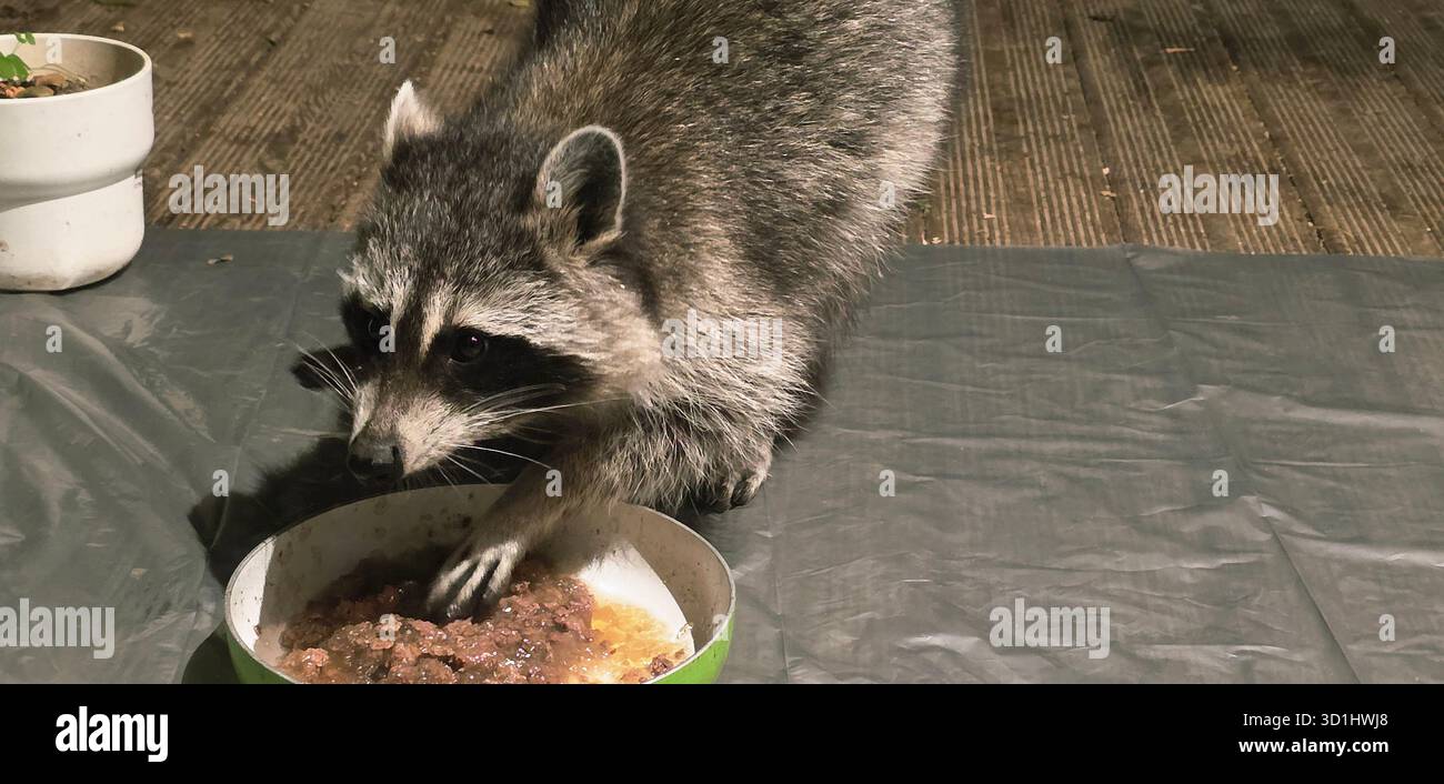 Raccoon is curiously approaching a food bowl on an outdoor surface, showcasing nocturnal behavior and natural instincts. - Smartphone Captured Stock Image